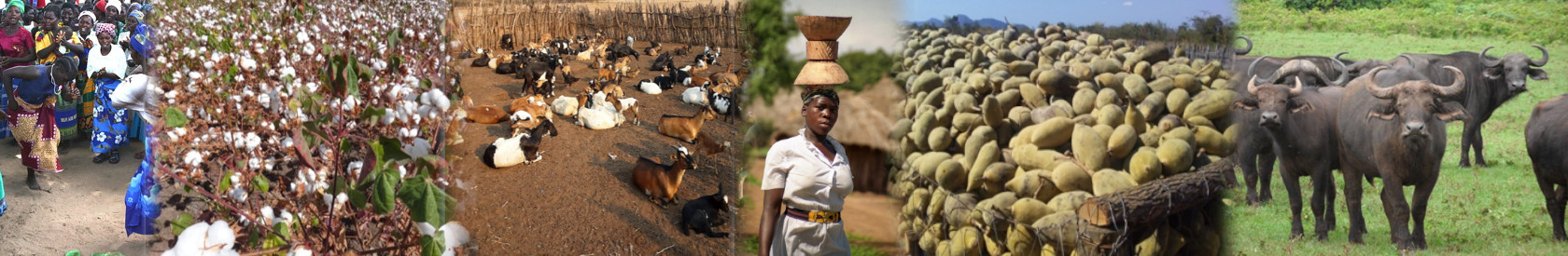 Mulheres debatem estratégias para a Manutenção de Paz